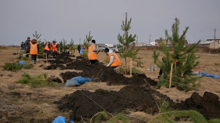 В Кумертау высадили деревья в рамках акции "Зелёная Башкирия"